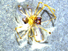 Drapetisca alteranda