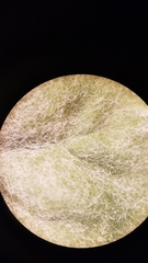 Eriogonum deflexum deflexum