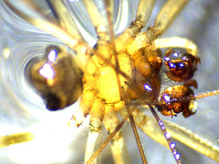 Drapetisca alteranda