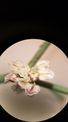 Eriogonum deflexum deflexum