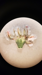 Eriogonum deflexum deflexum