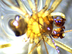 Drapetisca alteranda