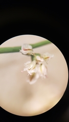 Eriogonum deflexum deflexum