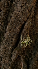 Tillandsia recurvata
