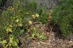 Dudleya candelabrum