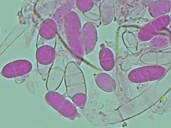 Hypomyces polyporinus