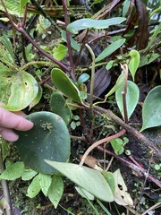 Peperomia hernandiifolia