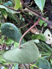 Peperomia hernandiifolia
