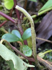 Peperomia hernandiifolia
