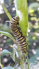 Danaus erippus