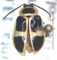 Asphaera clerica
