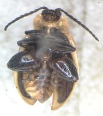 Asphaera clerica