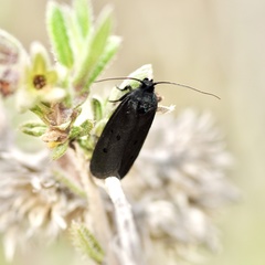 Ethmia aurifluella