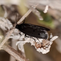 Ethmia aurifluella
