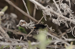 Ethmia aurifluella