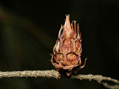 Cylindrococcus spiniferus