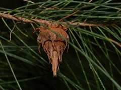 Cylindrococcus spiniferus