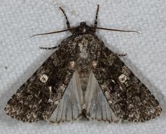 Acronicta afflicta