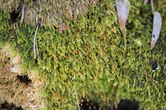 Herzogiella striatella