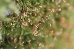 Herzogiella striatella