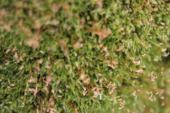 Herzogiella striatella