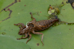 Arigomphus