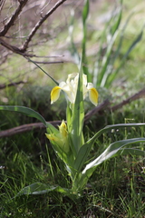 Iris maracandica