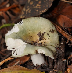 Russula iterika