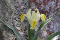 Iris maracandica