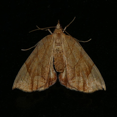 Eulithis diversilineata