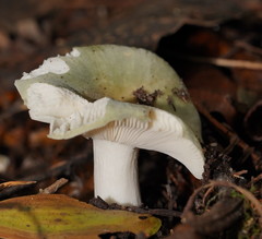 Russula iterika