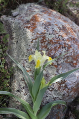 Iris maracandica