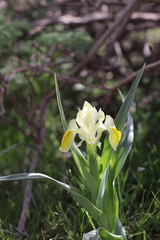 Iris maracandica