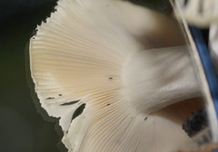 Russula iterika