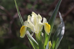 Iris maracandica