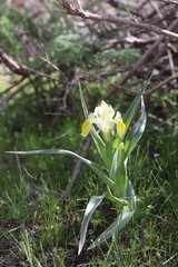 Iris maracandica