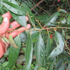 Nectandra lineata