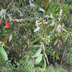 Nectandra lineata