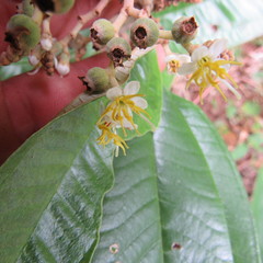 Miconia stenostachya