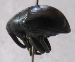 Cleogonus