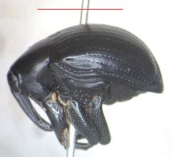 Cleogonus