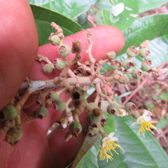 Miconia stenostachya