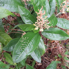 Miconia stenostachya