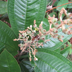 Miconia stenostachya
