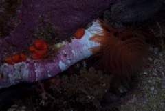 Protula bispiralis