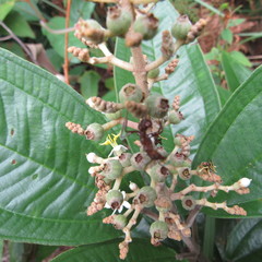 Miconia stenostachya