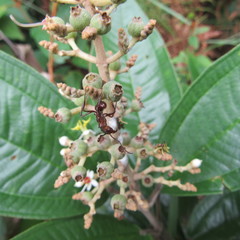 Miconia stenostachya