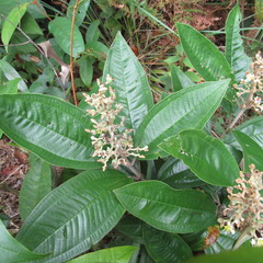 Miconia stenostachya