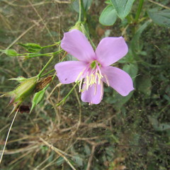 Pterogastra divaricata