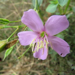 Pterogastra divaricata